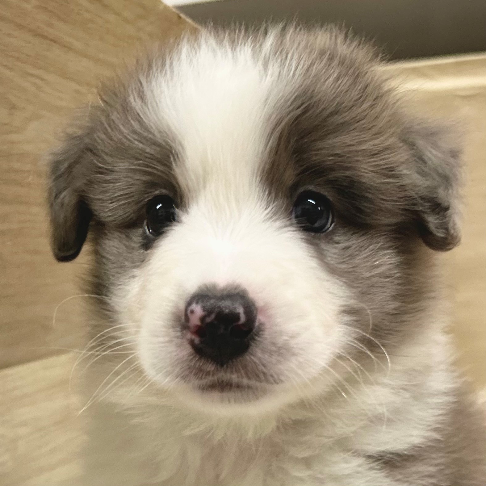 大阪府のボーダーコリー (犬の家＆猫の里そよら東岸和田店/2026年5月14日生まれ/男の子/ブルーマール)の子犬