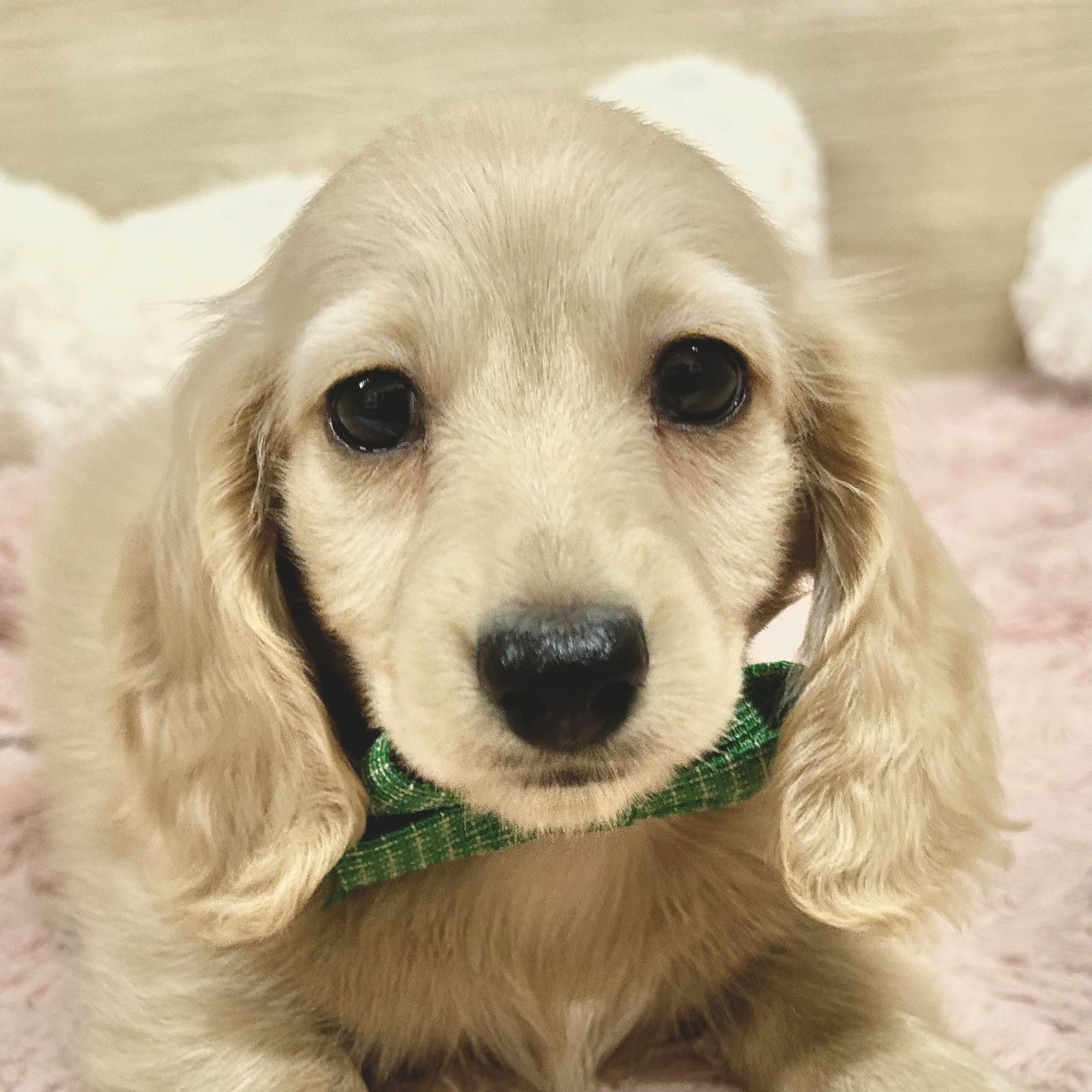 大阪府のミニチュアダックスフンド(ロング) (犬の家＆猫の里そよら東岸和田店/2026年5月12日生まれ/男の子/イエロー)の子犬