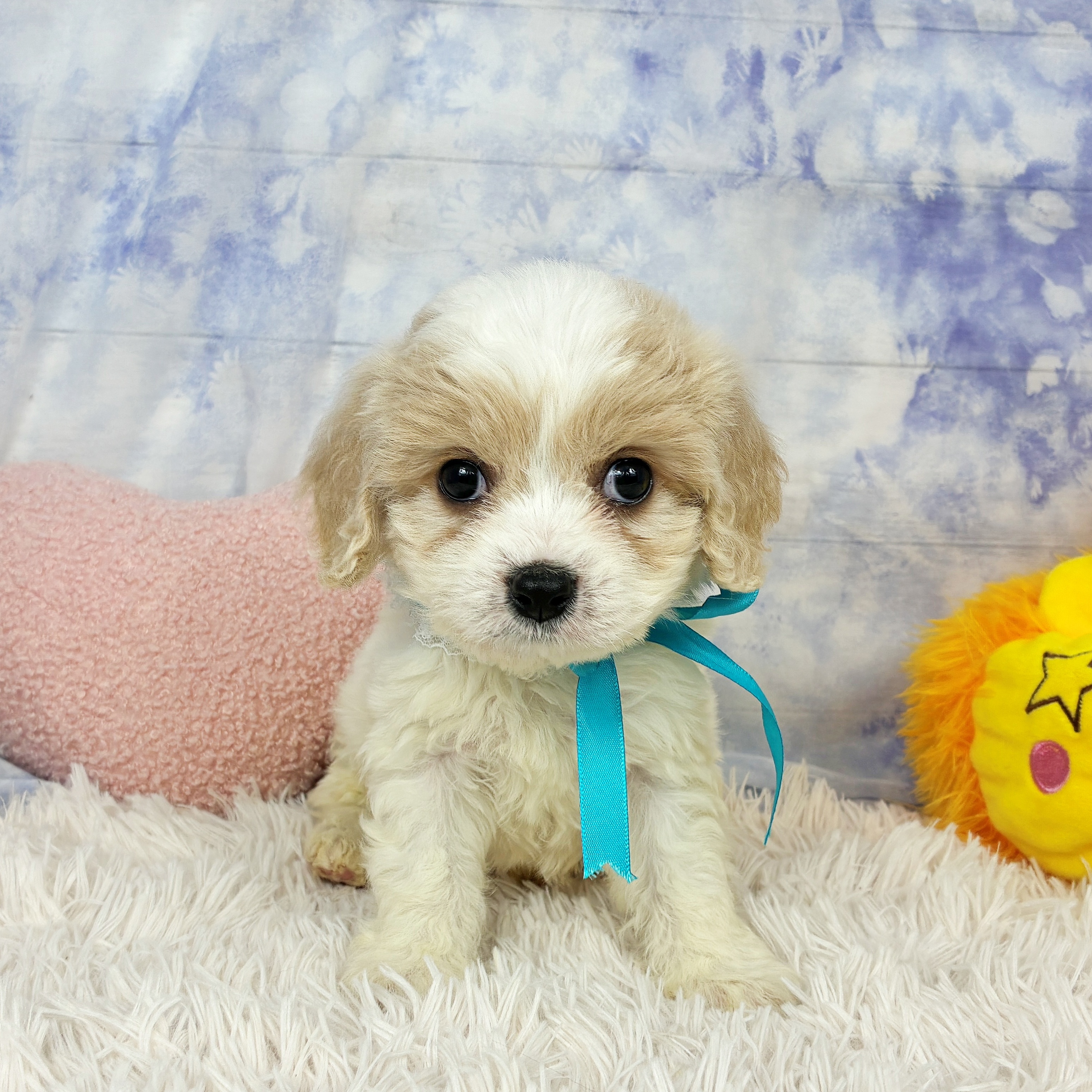 兵庫県のハーフ犬・ミックス犬 (犬の家＆猫の里川西店/2026年5月6日生まれ/男の子/ホワイトクリーム)の子犬の1枚目の画像