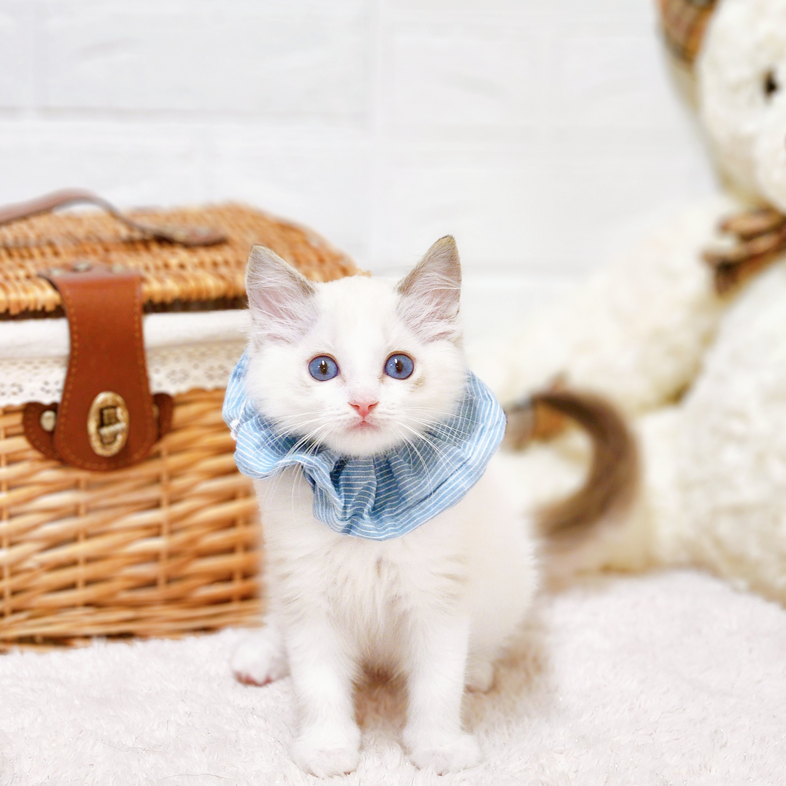 滋賀県のラグドール (犬の家＆猫の里近江八幡店/2026年5月9日生まれ/男の子/シールポイントバイカラー)の子猫の1枚目の画像