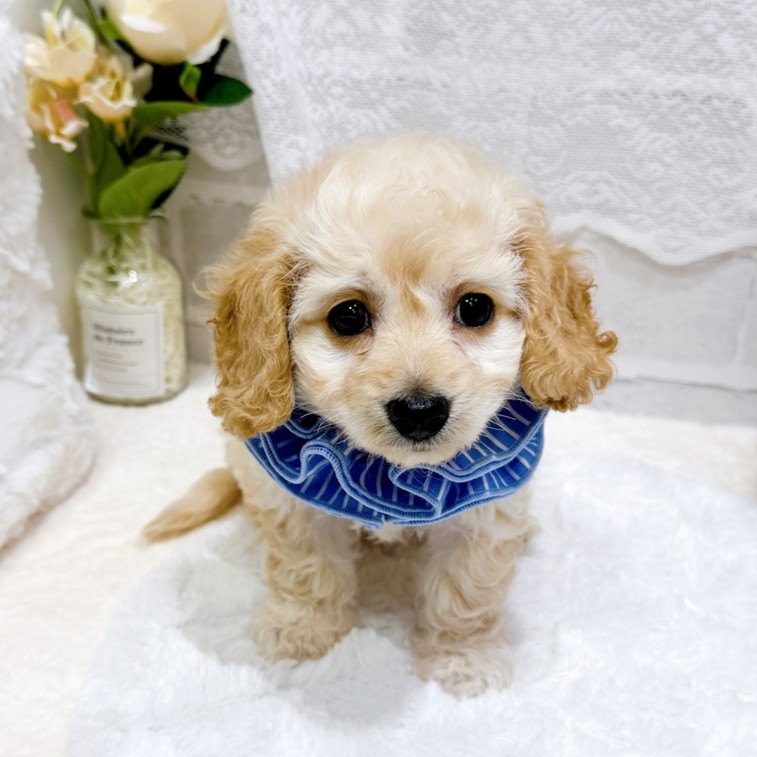 滋賀県のハーフ犬・ミックス犬 (犬の家＆猫の里長浜店/2026年5月13日生まれ/女の子/クリーム)の子犬の1枚目の画像