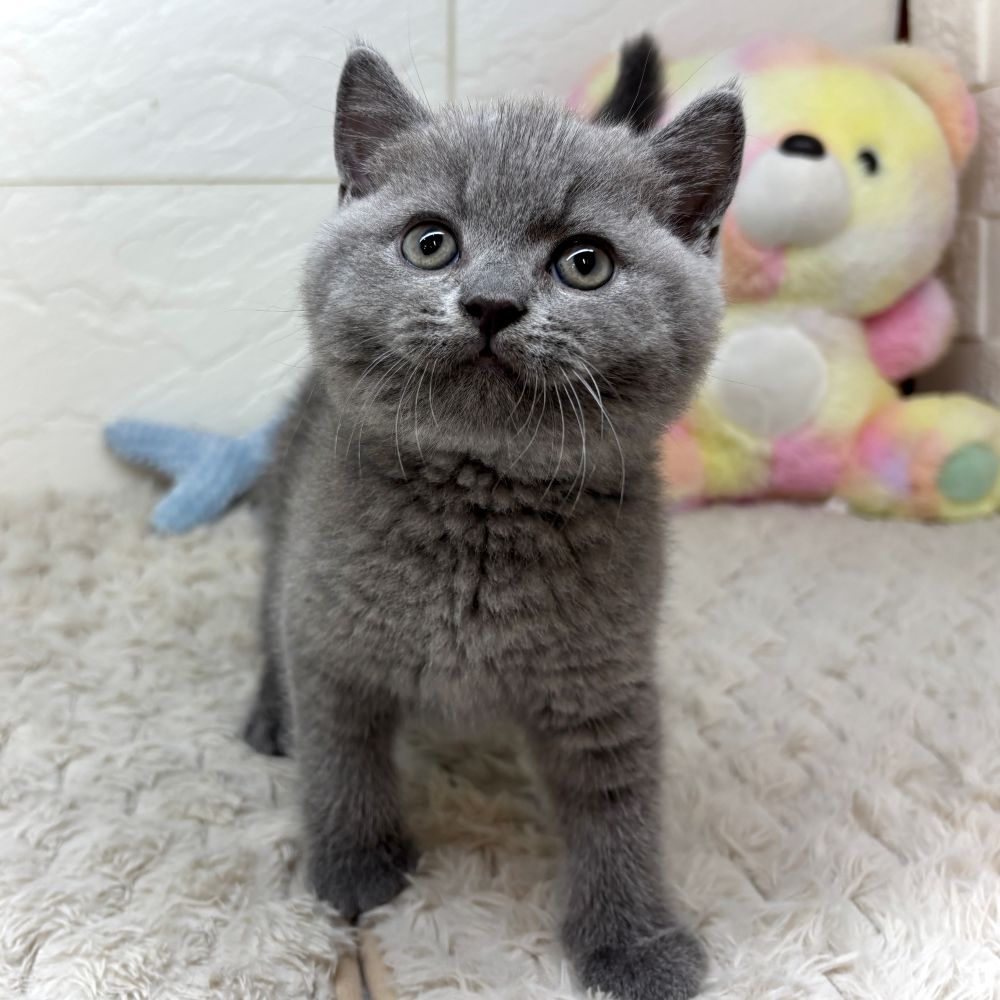 兵庫県のブリティッシュショートヘアー (犬の家＆猫の里ゆめタウン姫路店/2026年5月12日生まれ/男の子/ブルー)の子猫の2枚目の画像
