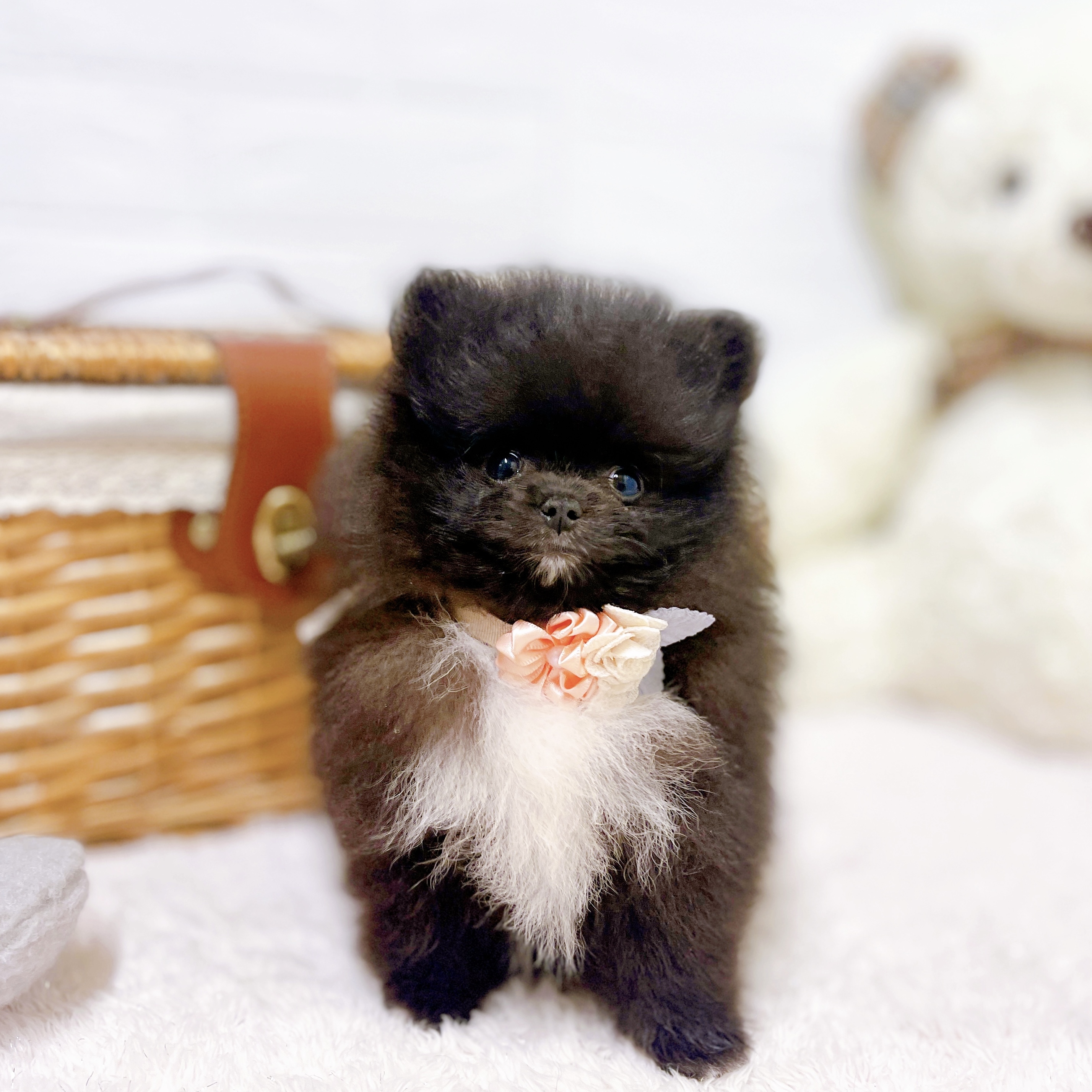 垂れ耳がかわいい犬種10選！飼育のポイントや注意点を紹介します
