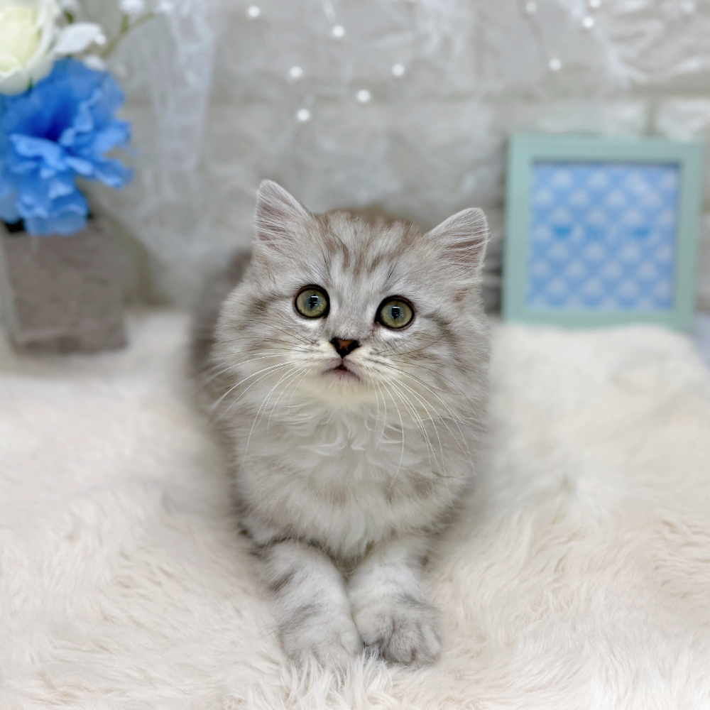 福井県のスコティッシュストレート (犬の家＆猫の里アミーゴ福井大和田店/2026年5月14日生まれ/男の子/ブルータビー)の子猫の2枚目の画像
