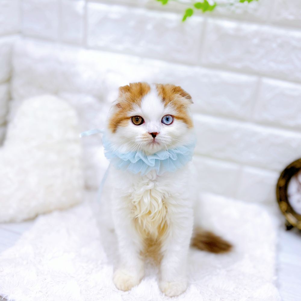 福井県のスコティッシュフォールド (犬の家＆猫の里アミーゴ福井店/2026年5月9日生まれ/男の子/ブラウンマッカレルタビーホワイト)の子猫の1枚目の画像