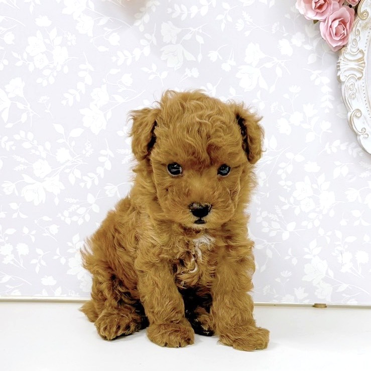 富山県のトイプードル(トイ) (犬の家＆猫の里アミーゴ高岡蓮花寺店/2026年5月15日生まれ/男の子/レッドフォーン)の子犬の1枚目の画像