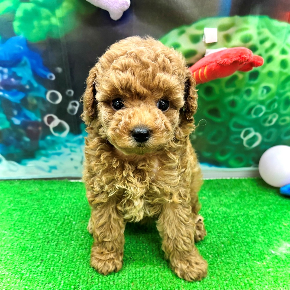 愛知県のトイプードル(トイ) (犬の家＆猫の里名古屋天白店/2026年5月15日生まれ/女の子/オレンジフォーン)の子犬の1枚目の画像