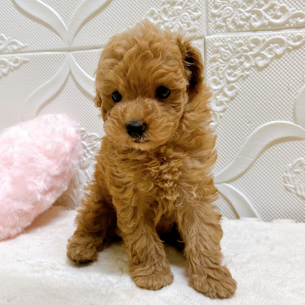 犬の家＆猫の里岡崎店(愛知県)にいるトイプードル(トイ)の子犬を価格や