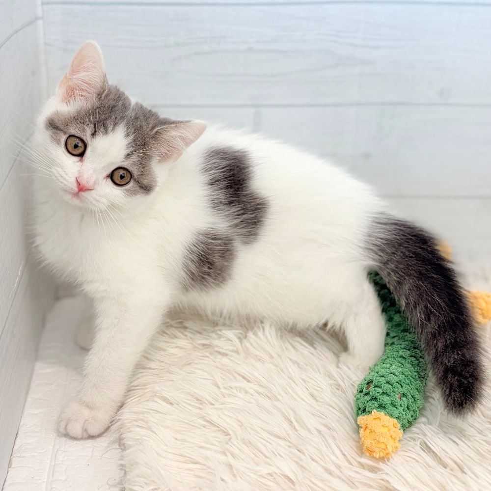 愛知県のスコティッシュストレート (犬の家＆猫の里豊田店/2026年5月15日生まれ/男の子/ブルータビーホワイト)の子猫の2枚目の画像