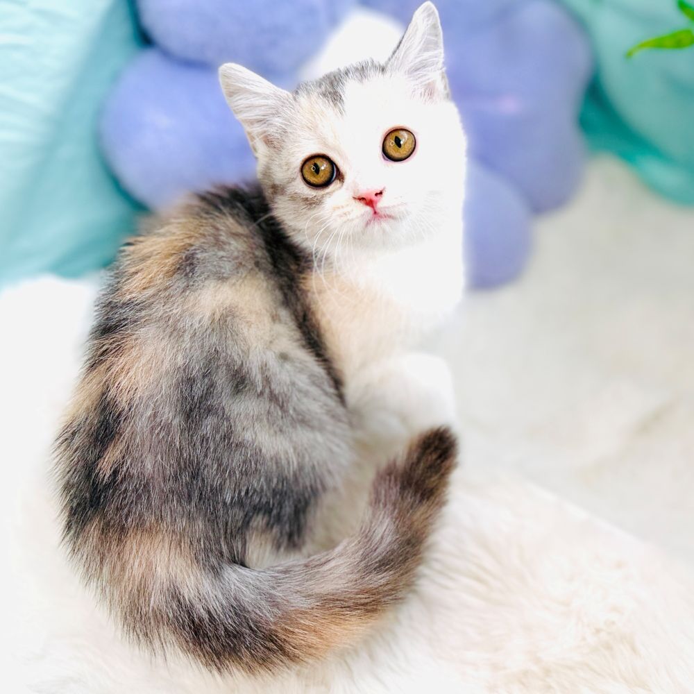 愛知県のスコティッシュストレート (犬の家＆猫の里愛知刈谷店/2026年5月15日生まれ/女の子/シルバーパッチドタビーホワイト)の子猫の2枚目の画像