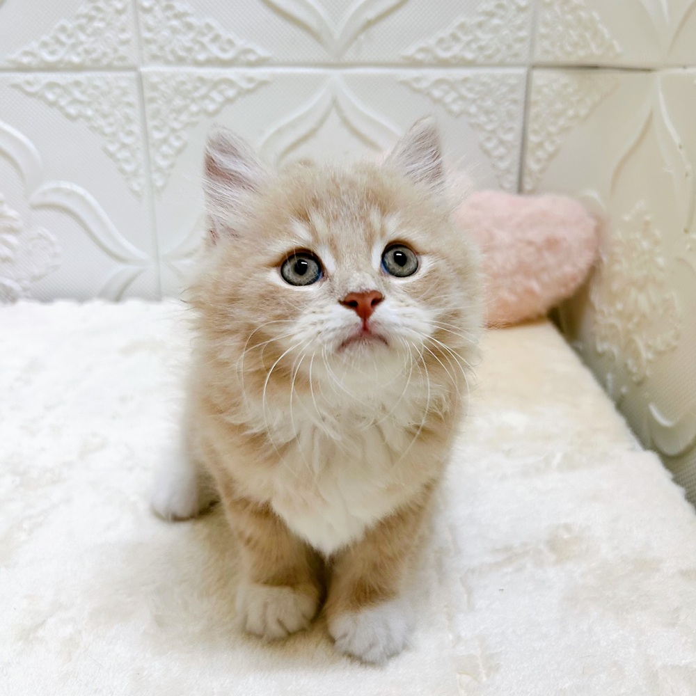 愛知県のサイベリアン (犬の家＆猫の里岡崎店/2026年5月12日生まれ/男の子/クリームタビーホワイト)の子猫の2枚目の画像
