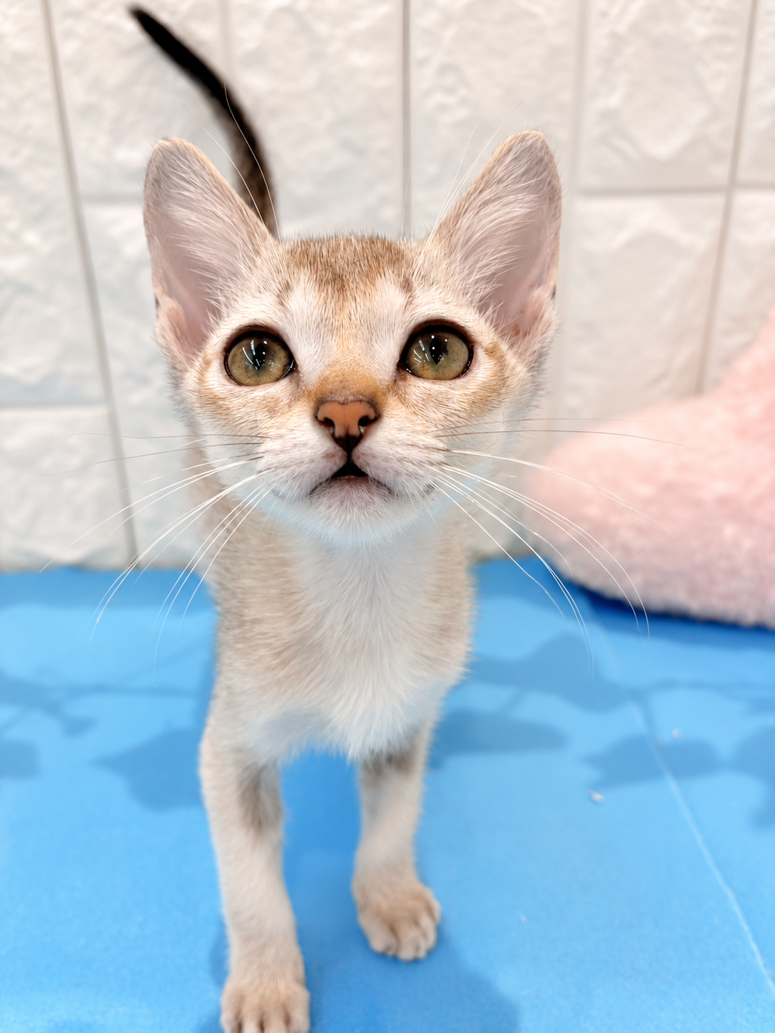 岡山県のシンガプーラ (犬の家＆猫の里倉敷店/2026年5月6日生まれ/女の子/セピアアグーティ)の子猫の1枚目の画像