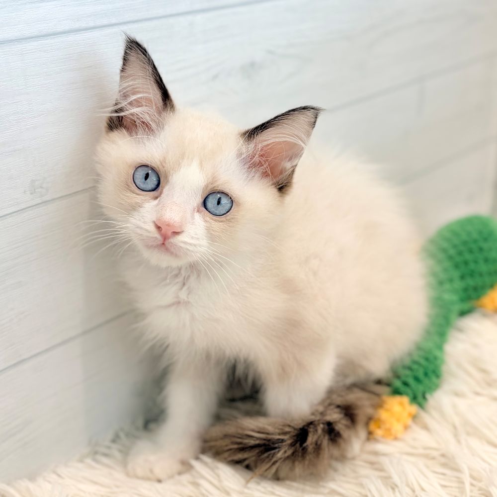 愛知県のラグドール (犬の家＆猫の里豊田店/2026年5月13日生まれ/男の子/シールポイントバイカラー)の子猫の2枚目の画像