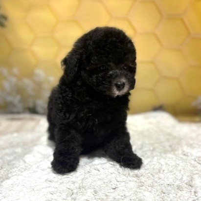 福岡県のトイプードル(トイ) (犬の家＆猫の里トリアス久山店/2026年5月15日生まれ/男の子/グレー)の子犬の2枚目の画像