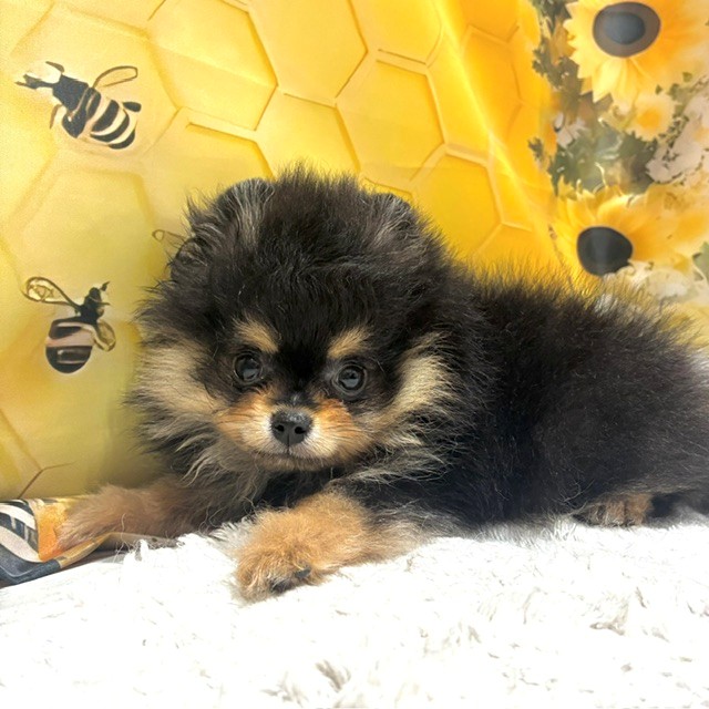福岡県のポメラニアン (犬の家＆猫の里トリアス久山店/2026年5月10日生まれ/男の子/ブラックタン)の子犬の2枚目の画像