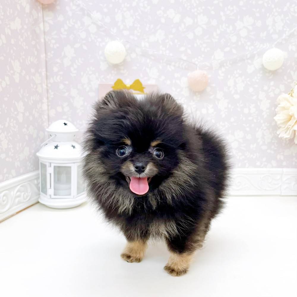 犬の家＆猫の里富山店(富山県)にいるポメラニアンの子犬を価格や特徴で