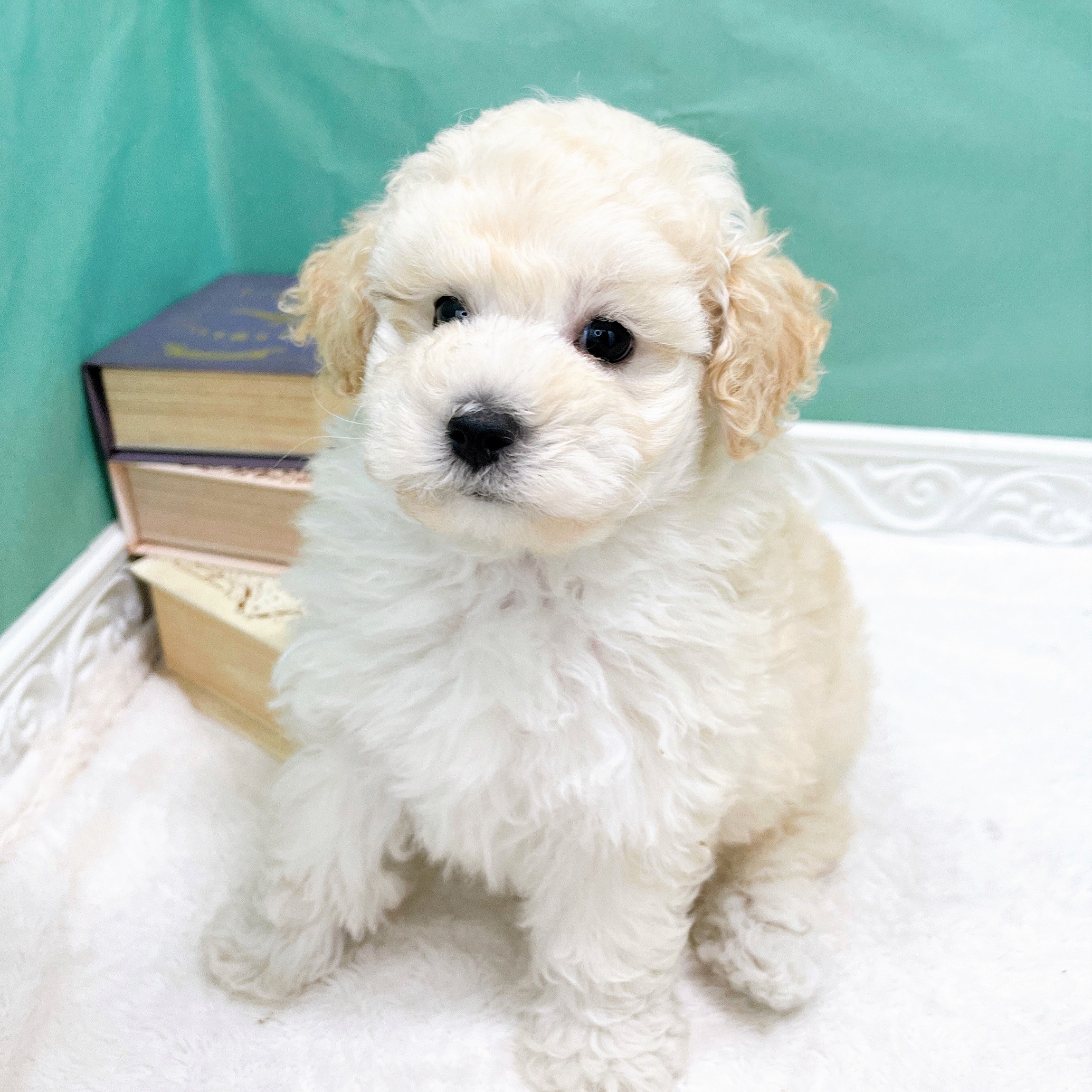 石川県のトイプードル(トイ) (犬の家＆猫の里アミーゴ金沢有松店/2026年5月15日生まれ/男の子/ペールフォーン)の子犬の1枚目の画像