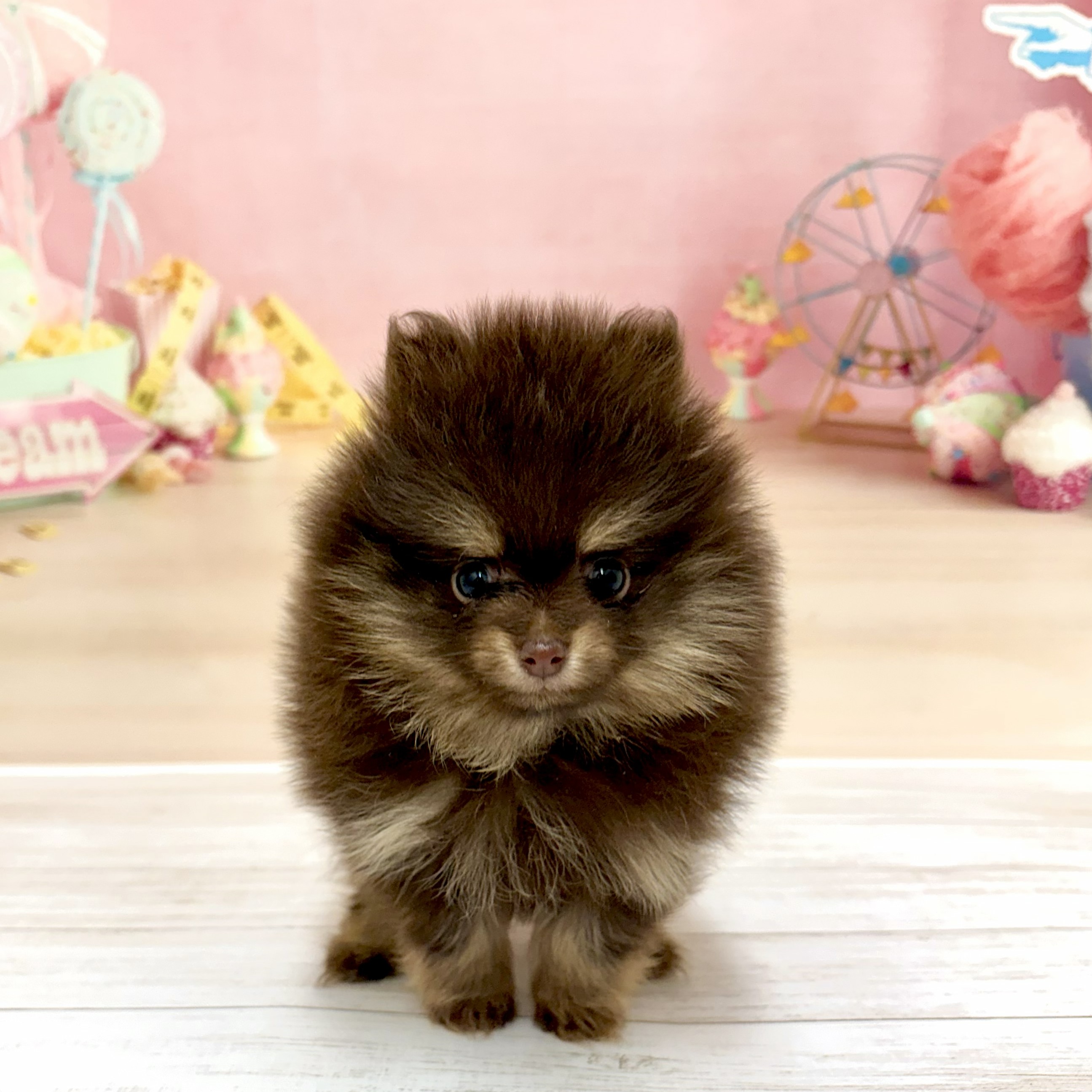 兵庫県のポメラニアン (犬の家＆猫の里尼崎店/2026年5月15日生まれ/女の子/チョコレートタン)の子犬の1枚目の画像
