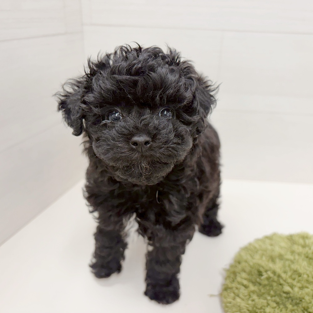 石川県のビションプー(ビションフリーゼ×プードル) (犬の家＆猫の里アミーゴ金沢おこばた店/2026年5月12日生まれ/女の子/ブラック)の子犬の2枚目の画像