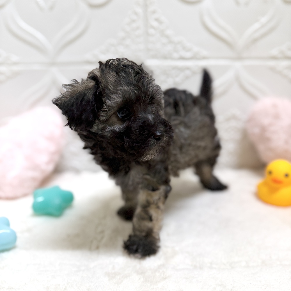 愛知県のビションプー(ビションフリーゼ×プードル) (犬の家＆猫の里岡崎店/2026年5月12日生まれ/女の子/ブリンドル)の子犬の2枚目の画像