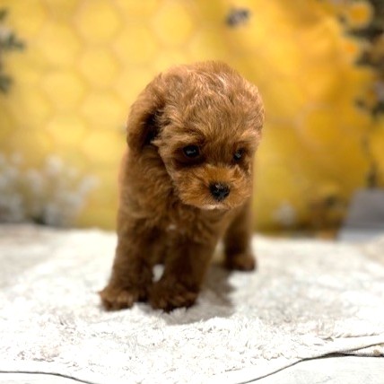 福岡県のトイプードル(トイ) (犬の家＆猫の里トリアス久山店/2026年5月16日生まれ/男の子/レッドフォーン)の子犬の2枚目の画像