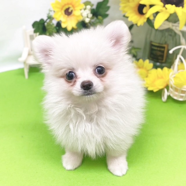 静岡県のポメチワ/チワポメ/ポメチー(ポメラニアン×チワワ) (犬の家＆猫の里藤枝店/2026年5月17日生まれ/男の子/クリーム)の子犬の1枚目の画像