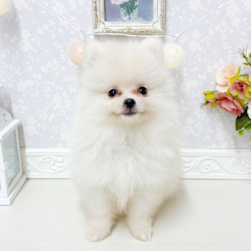 富山県のポメラニアン (犬の家＆猫の里アミーゴ山室店/2026年5月14日生まれ/男の子/クリーム)の子犬の2枚目の画像