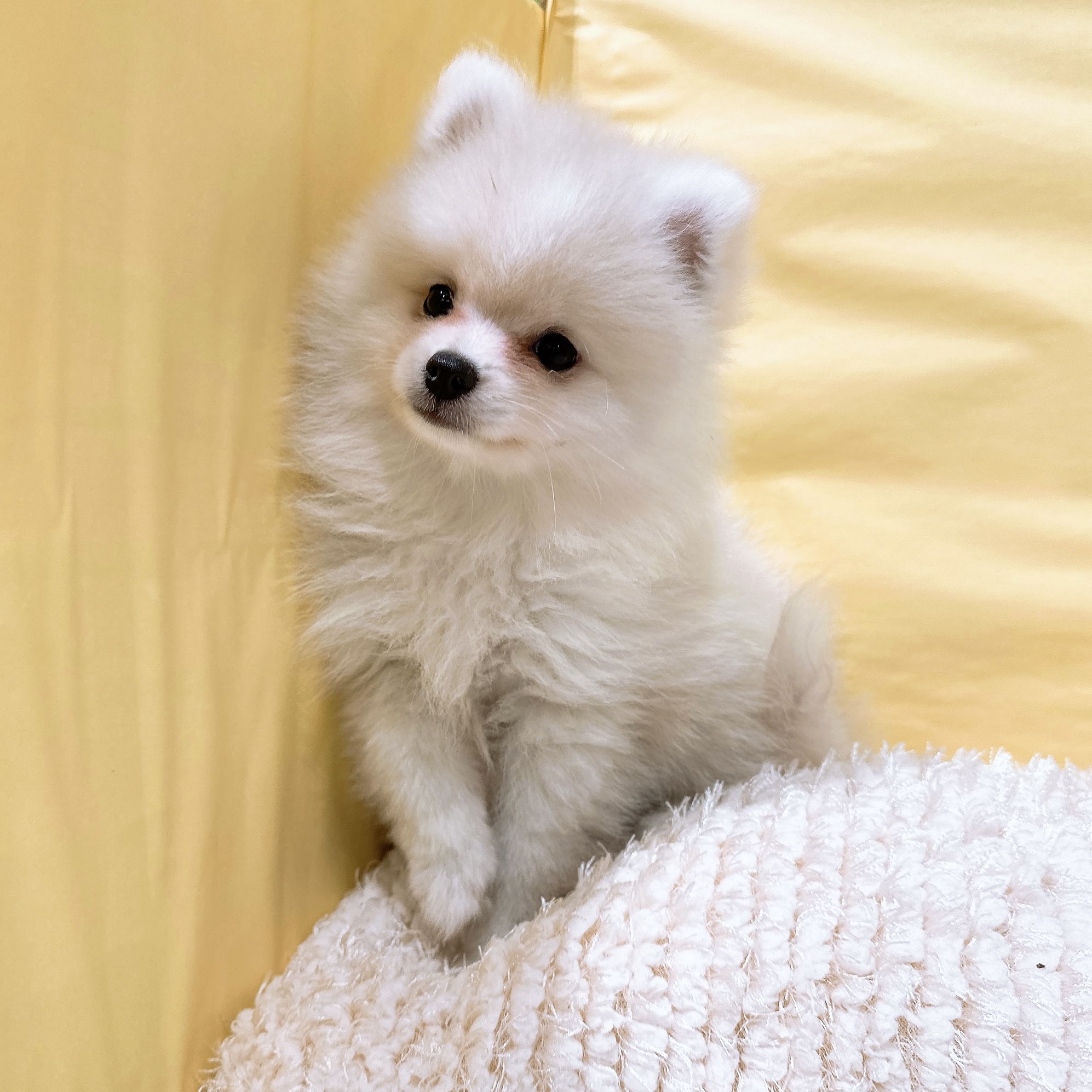 神奈川県のポメラニアン (犬の家＆猫の里元住吉ブレーメン通り店/2026年5月14日生まれ/男の子/クリームホワイト)の子犬の2枚目の画像