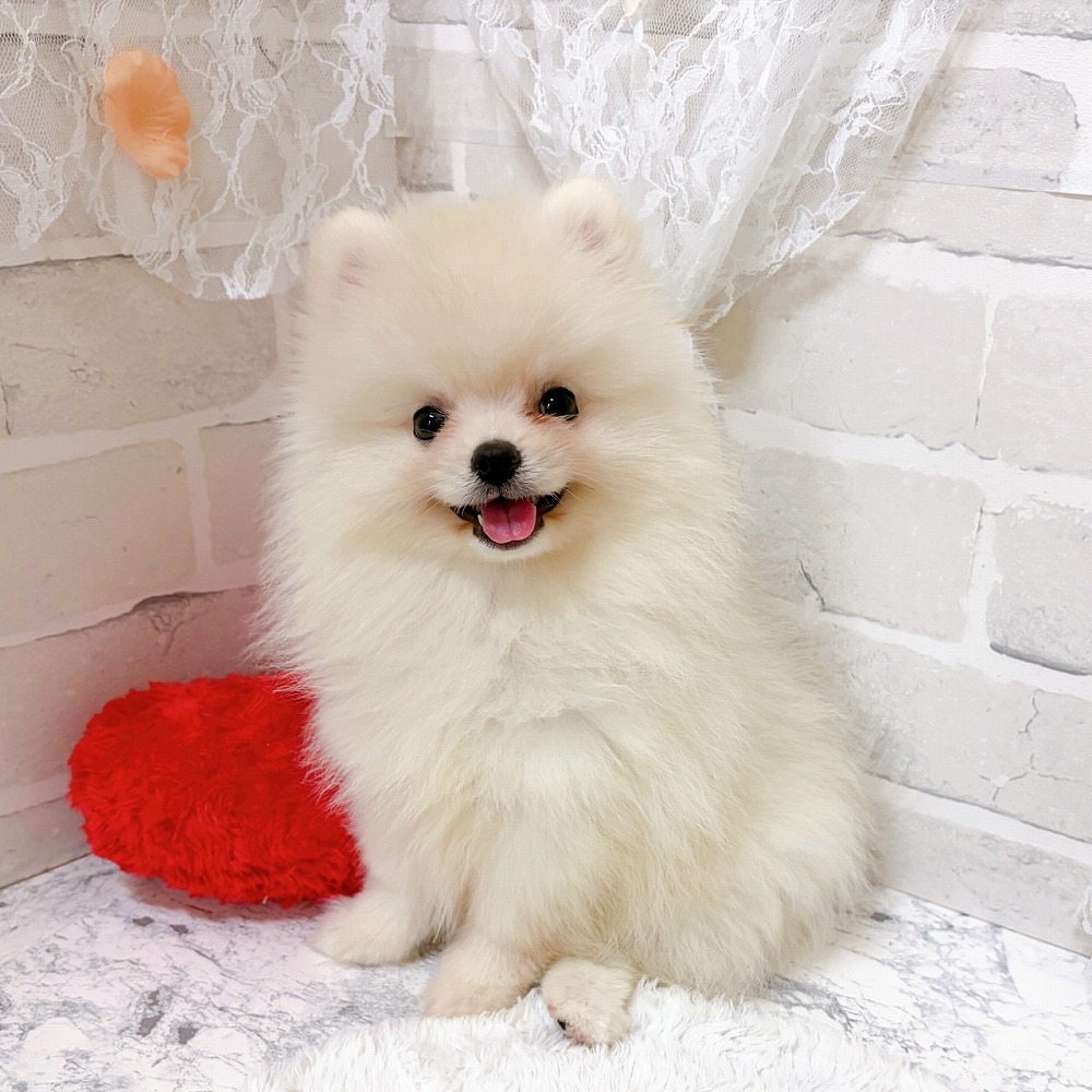 京都府のポメラニアン (犬の家＆猫の里京都精華店/2026年5月14日生まれ/男の子/クリーム)の子犬の2枚目の画像