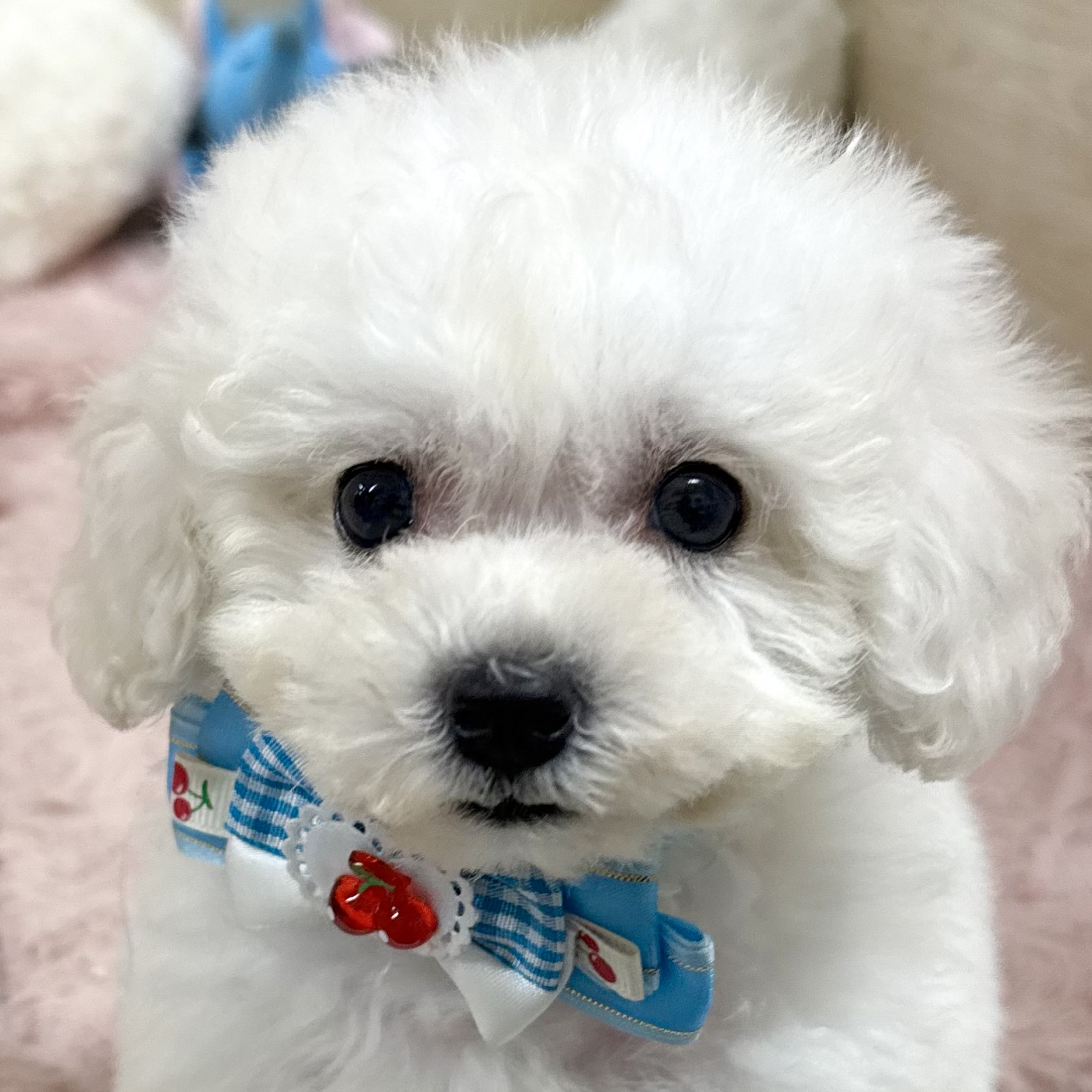 大阪府のビションフリーゼ (犬の家＆猫の里そよら東岸和田店/2026年5月16日生まれ/女の子/ホワイト)の子犬の2枚目の画像