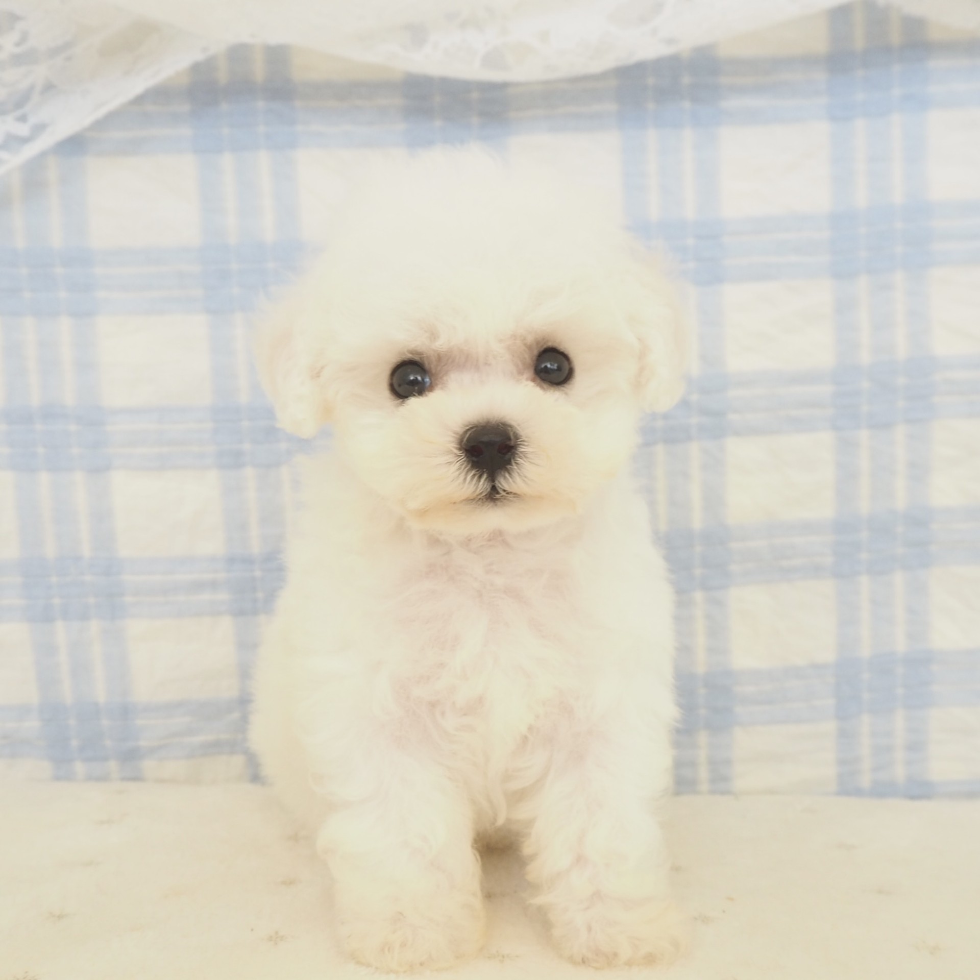 大阪府のビションフリーゼ (犬の家＆猫の里もりのみやキューズモールBASE店/2026年5月16日生まれ/男の子/ホワイト)の子犬の1枚目の画像