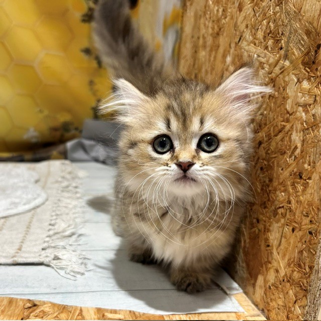 福岡県のマンチカン (犬の家＆猫の里トリアス久山店/2026年5月10日生まれ/女の子/チンチラゴールデン)の子猫の2枚目の画像