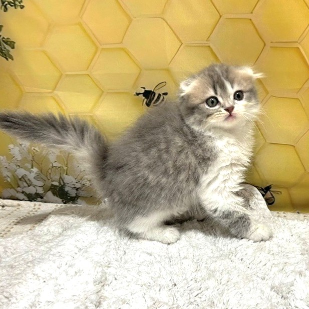 福岡県のスコティッシュフォールド (犬の家＆猫の里トリアス久山店/2026年5月16日生まれ/女の子/ブルーパッチドタビーホワイト)の子猫の2枚目の画像