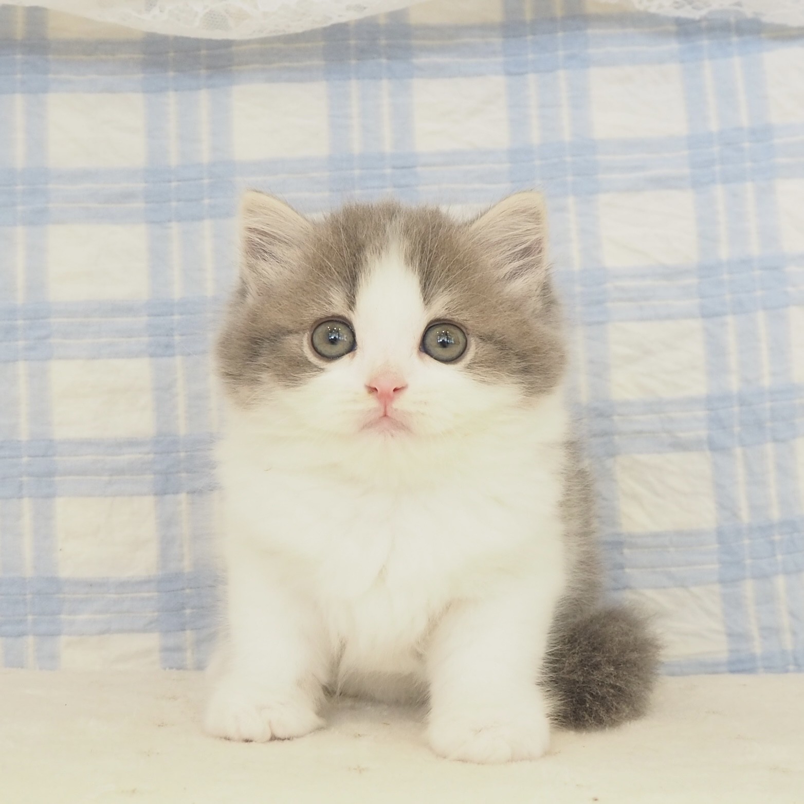 大阪府のスコティッシュストレート (犬の家＆猫の里もりのみやキューズモールBASE店/2026年5月16日生まれ/男の子/ブルータビーホワイト)の子猫の1枚目の画像