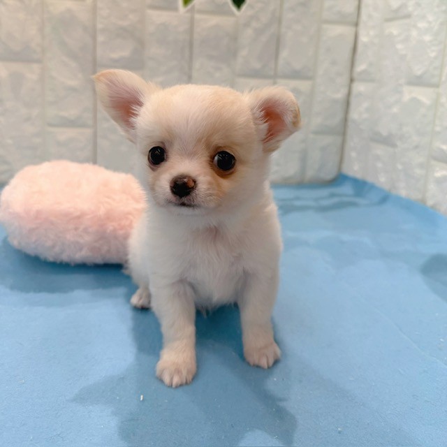 岡山県のチワワ(ロング) (犬の家＆猫の里倉敷店/2026年5月17日生まれ/男の子/クリーム)の子犬の2枚目の画像