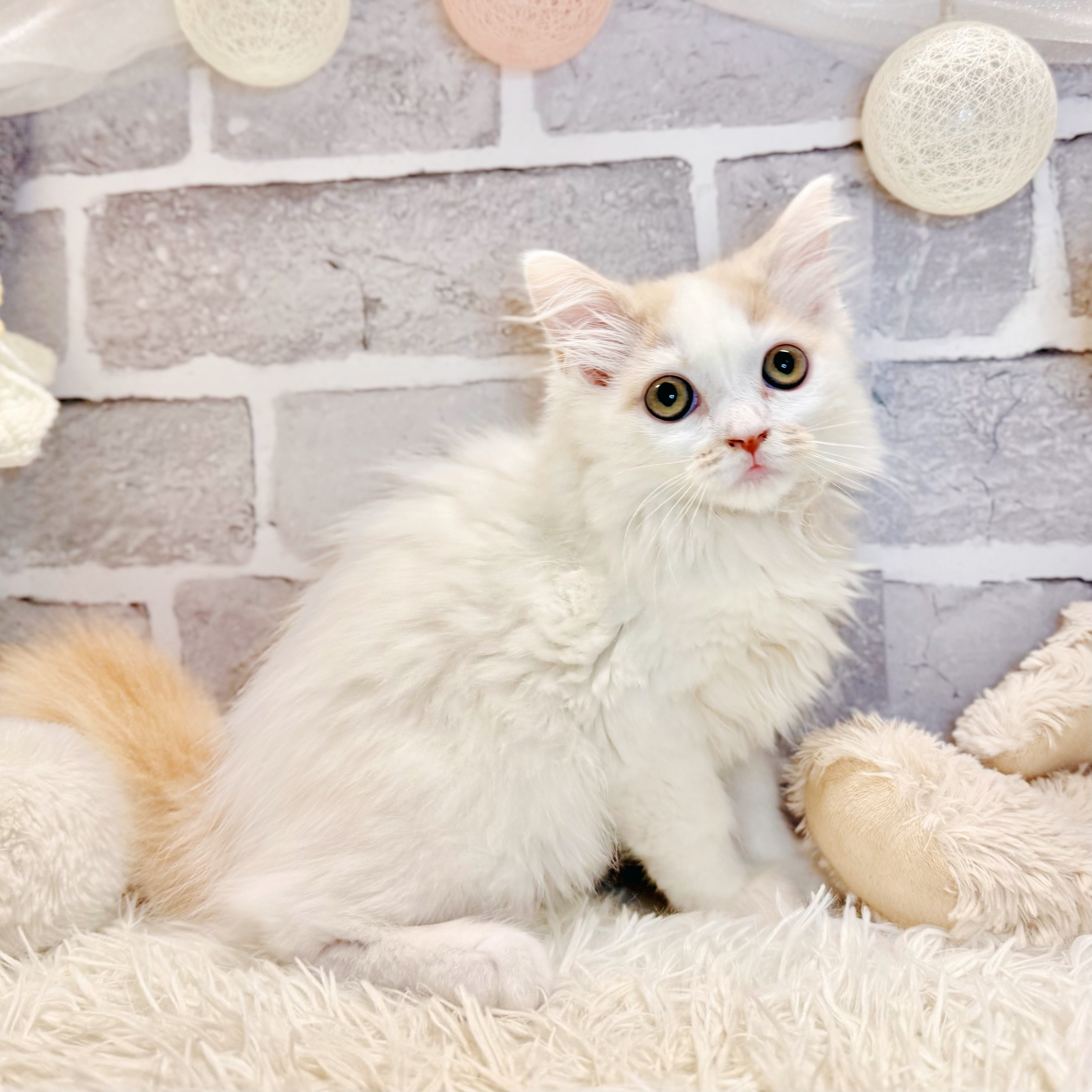 兵庫県のスコティッシュストレート (犬の家＆猫の里神戸店/2026年4月22日生まれ/女の子/クリームタビーホワイトバン)の子猫の2枚目の画像