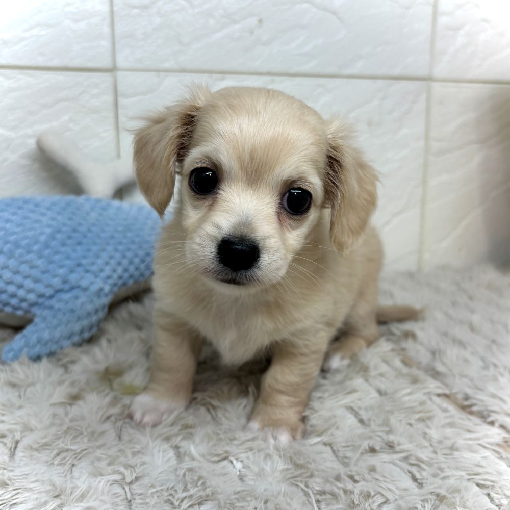 兵庫県のチワックス(チワワ×ダックス) (犬の家＆猫の里ゆめタウン姫路店/2026年5月17日生まれ/女の子/クリーム)の子犬の1枚目の画像