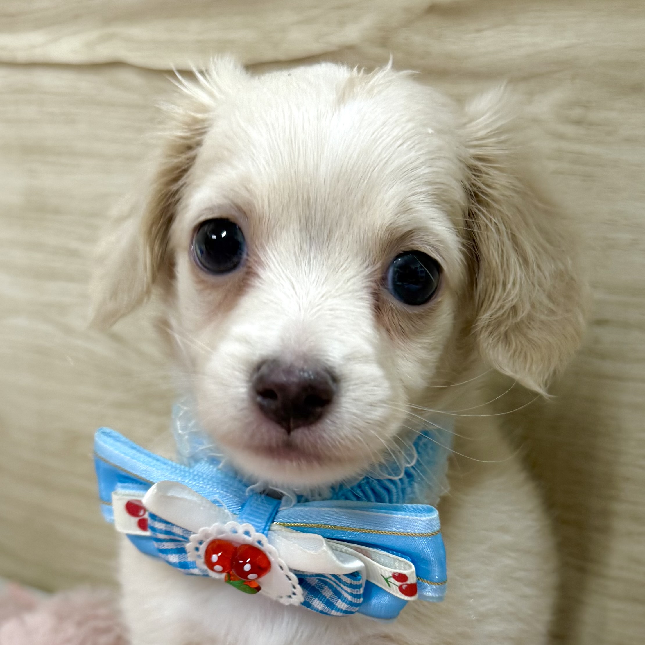 大阪府のチワックス(チワワ×ダックス) (犬の家＆猫の里そよら東岸和田店/2026年5月17日生まれ/男の子/クリーム)の子犬の1枚目の画像