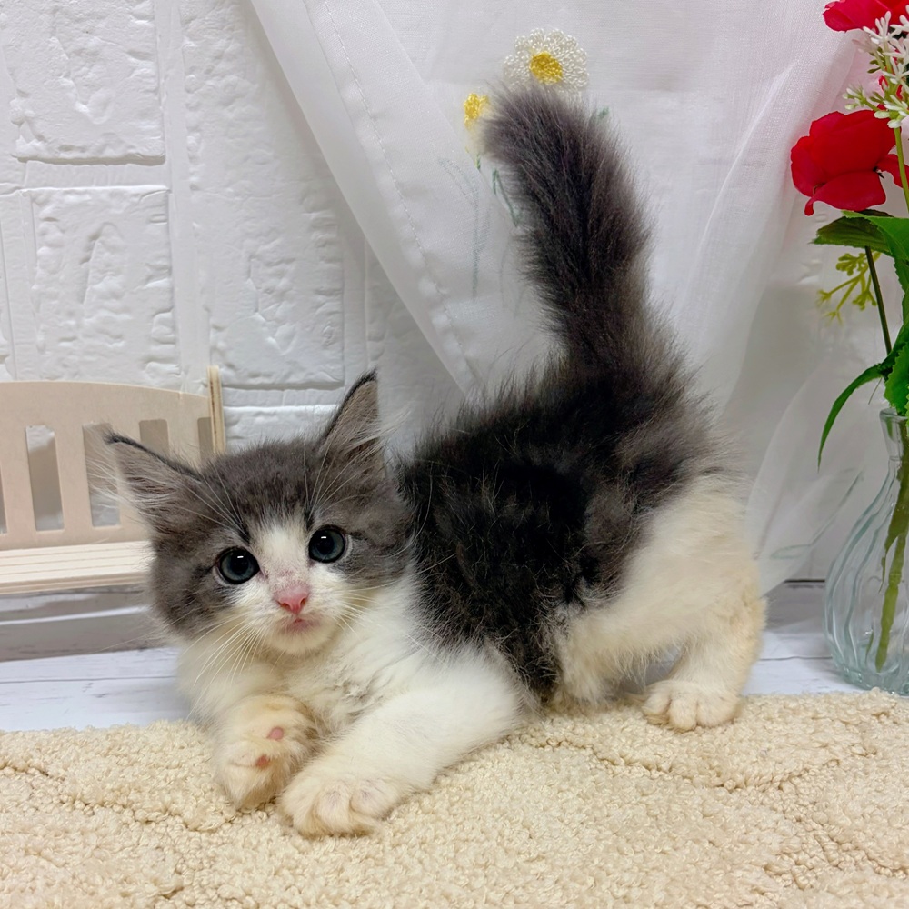 岡山県のノルウェージャンフォレストキャット (犬の家＆猫の里岡山店/2026年5月15日生まれ/男の子/ブルータビーホワイト)の子猫の2枚目の画像