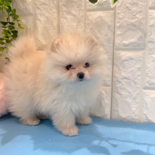 岡山県のポメラニアン (犬の家＆猫の里倉敷店/2026年5月16日生まれ/女の子/クリーム)の子犬の2枚目の画像