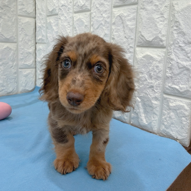 岡山県のミニチュアダックスフンド(ロング) (犬の家＆猫の里倉敷店/2026年5月11日生まれ/男の子/チョコレートダップル)の子犬の1枚目の画像