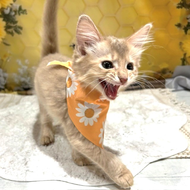 福岡県のソマリ (犬の家＆猫の里トリアス久山店/2026年5月12日生まれ/男の子/フォーン)の子猫の2枚目の画像