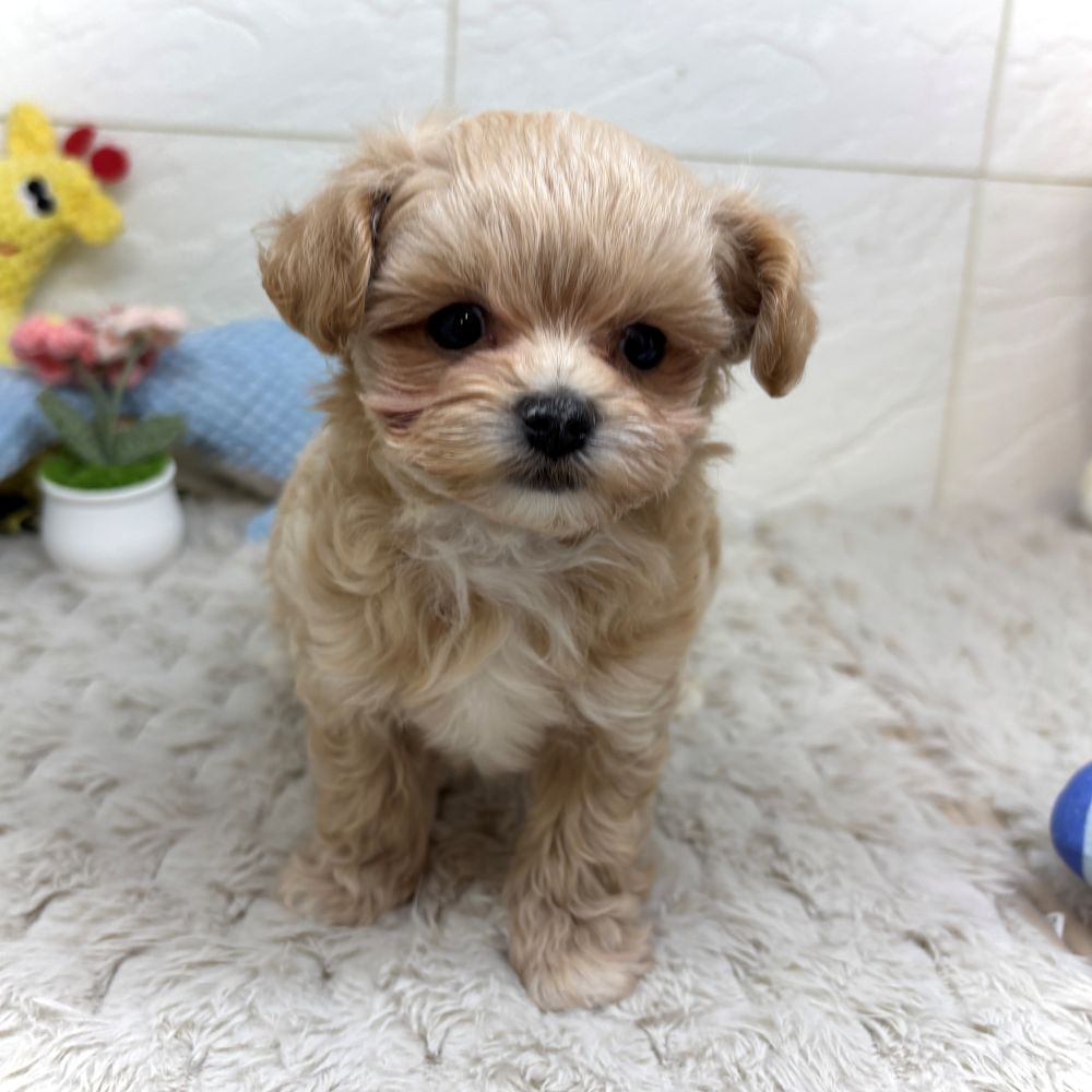 兵庫県のマルプー(マルチーズ×プードル) (犬の家＆猫の里ゆめタウン姫路店/2026年5月16日生まれ/男の子/アプリコット)の子犬の2枚目の画像