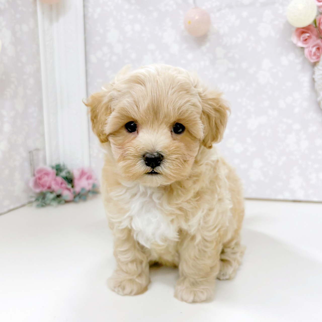 富山県のマルプー(マルチーズ×プードル) (犬の家＆猫の里アミーゴ高岡蓮花寺店/2026年5月16日生まれ/男の子/アプリコット)の子犬の1枚目の画像