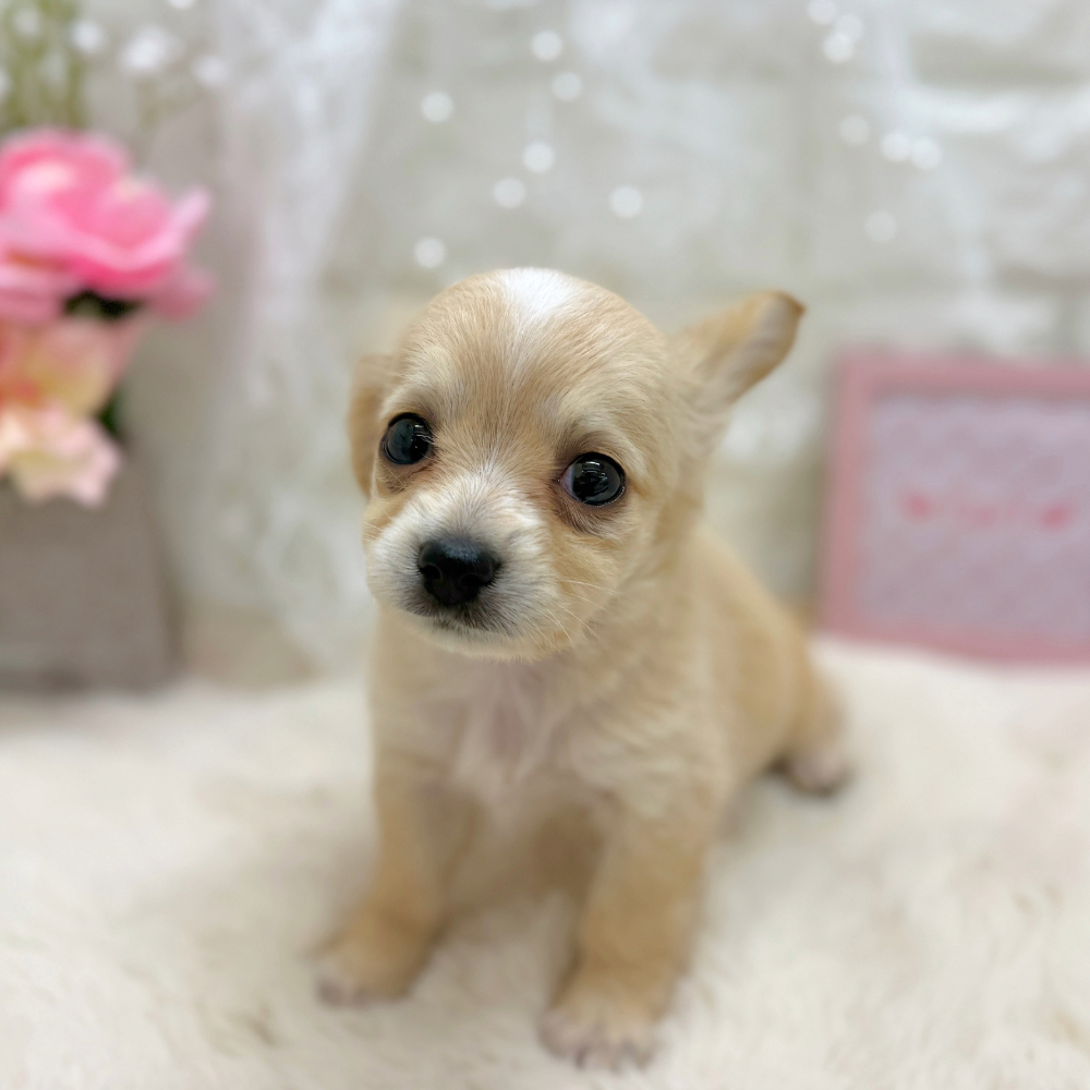 福井県のチワックス(チワワ×ダックス) (犬の家＆猫の里アミーゴ福井大和田店/2026年5月17日生まれ/女の子/クリームホワイト)の子犬の2枚目の画像