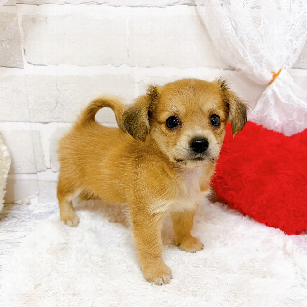 京都府のチワックス(チワワ×ダックス) (犬の家＆猫の里京都精華店/2026年5月17日生まれ/男の子/レッド)の子犬の2枚目の画像