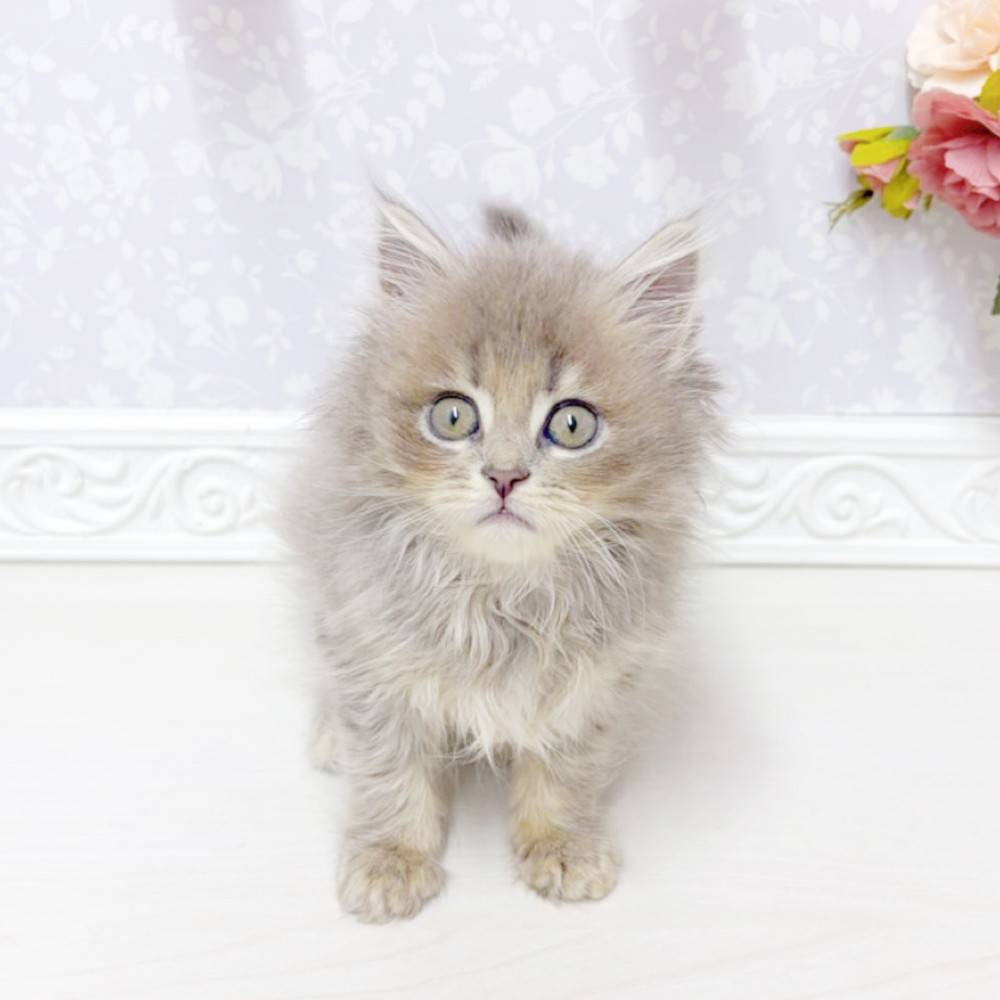 富山県のミヌエット (犬の家＆猫の里アミーゴ山室店/2026年5月15日生まれ/女の子/ブルータビー)の子猫の1枚目の画像