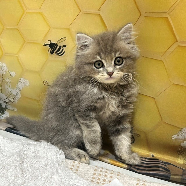 福岡県のミヌエット (犬の家＆猫の里トリアス久山店/2026年5月15日生まれ/男の子/ブルータビー)の子猫の2枚目の画像