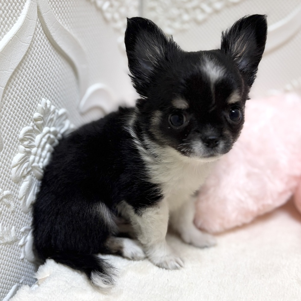 愛知県のチワワ(ロング) (犬の家＆猫の里岡崎店/2026年5月15日生まれ/女の子/ブラックタンホワイト)の子犬の2枚目の画像