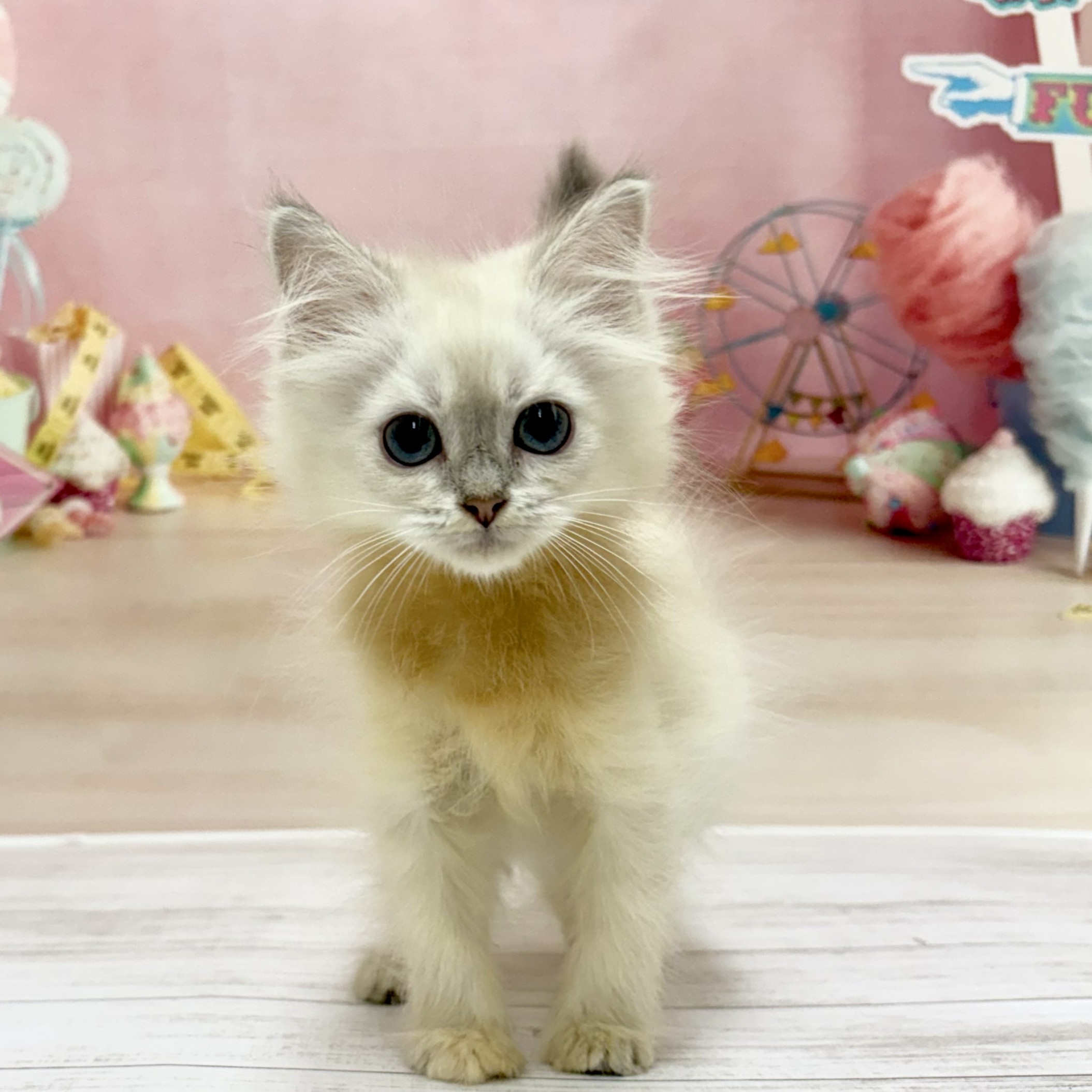 兵庫県のネヴァマスカレード (犬の家＆猫の里尼崎店/2026年5月1日生まれ/女の子/ブルーリンクスポイントホワイト)の子猫の2枚目の画像